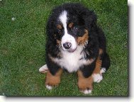 Berner Sennenhund