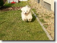 Maltese