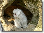 Maltese