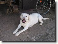 Labrador Retriever