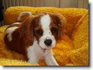 Cavalier King Charles Spaniel