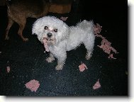 Maltese
