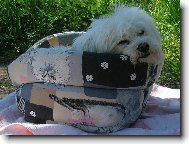 Maltese