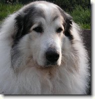 Chien de Montagne des Pyrnes