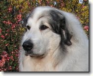 Chien de Montagne des Pyrnes