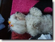Maltese