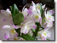 Dendrobium