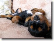 Cavalier King Charles Spaniel