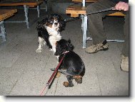 Cavalier King Charles Spaniel