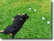 Berner Sennenhund