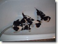Cavalier King Charles Spaniel