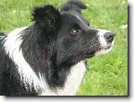 Border Collie