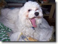 Maltese