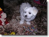 Maltese