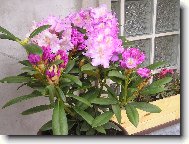 Rododendron, Azalka