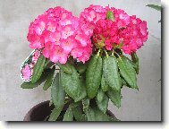 Rododendron, Azalka