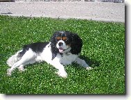 Cavalier King Charles Spaniel