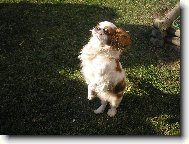 Cavalier King Charles Spaniel