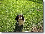 Cavalier King Charles Spaniel