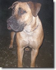 Brsk buldok