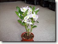 Dendrobium
