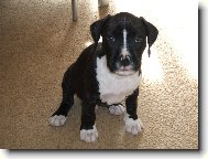 American Staffordshire Terrier
