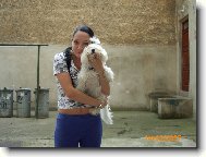 Maltese