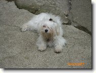 Maltese