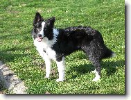 Border Collie