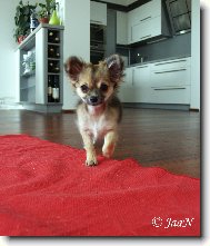 Chihuahua