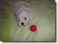 Maltese