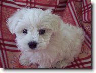 Maltese