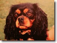 Cavalier King Charles Spaniel