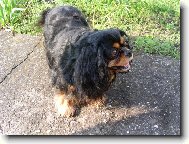 Cavalier King Charles Spaniel