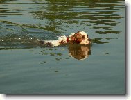 Cavalier King Charles Spaniel