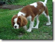 Cavalier King Charles Spaniel