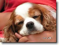 Cavalier King Charles Spaniel