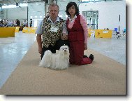 Maltese