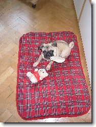 Pug