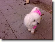 Maltese