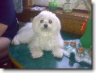 Maltese
