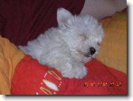 Maltese