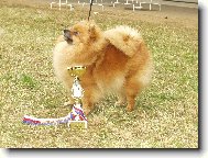 Deutscher spitz - Kleinspitz, German Spitz  Miniature Spitz