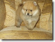 Deutscher spitz - Kleinspitz, German Spitz  Miniature Spitz