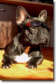 Bouledogue francais, French Bulldog