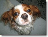 Cavalier King Charles Spaniel