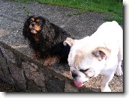 Cavalier King Charles Spaniel
