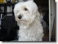 Maltese