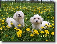 Maltese