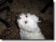 Maltese